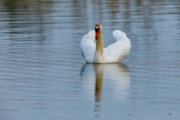 Un cisne mudo en un estanque - Foto, Imagen
