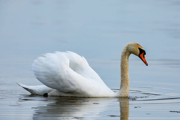 Un cisne mudo en un estanque - Foto, imagen