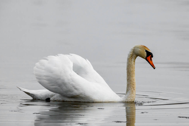 Um cisne mudo numa lagoa - Foto, Imagem