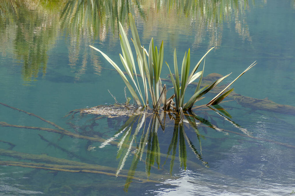 Přírodní vegetační scenérie kolem Mirror Lake na Novém Zélandu - Fotografie, Obrázek
