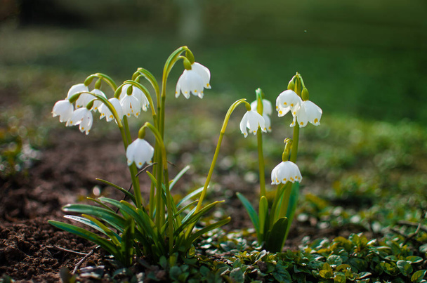 Małe pierwsze wiosna kwiaty śniegu kwitną na zewnątrz na wiosnę na 8 marca wakacje - Zdjęcie, obraz