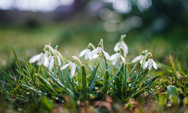 Маленькие весенние цветы из подснежников расцветают на открытом воздухе весной к празднику 8 марта - Фото, изображение