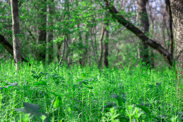 Zielona trawa na tle lasu. Wczesną wiosną. Wiosenna przyroda - Zdjęcie, obraz