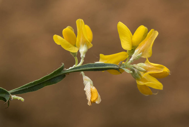 Leguminosa Pterospartum tridentatum con crecimiento arbustivo con tallos aplanados, flores espinosas de intenso color amarillo rojizo difuminado luz de fondo por flash - Foto, imagen