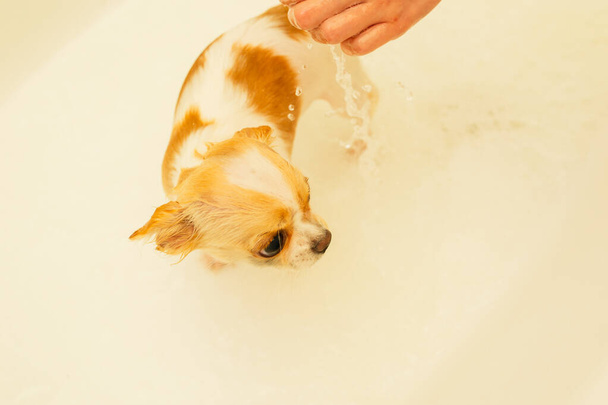 小さなChihuahua犬のシャワーの下に白い浴槽で洗浄されます。Chihuahua子犬を浴びている。犬 - 写真・画像