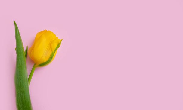 tulip flower on colored background frame   - 写真・画像