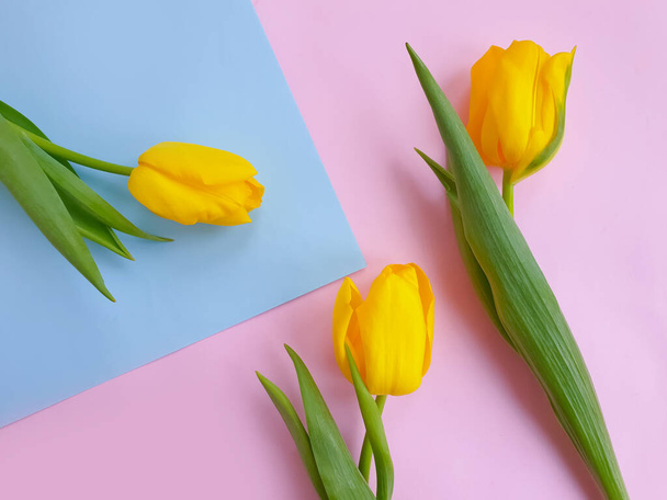 tulip flower on colored background frame   - Фото, изображение