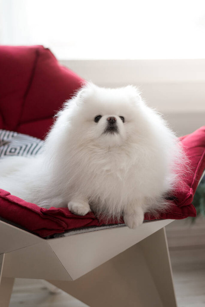 Liebenswert flauschiger Pommernhund auf der roten Couch liegend. Porträt eines Haustieres aus nächster Nähe - Foto, Bild