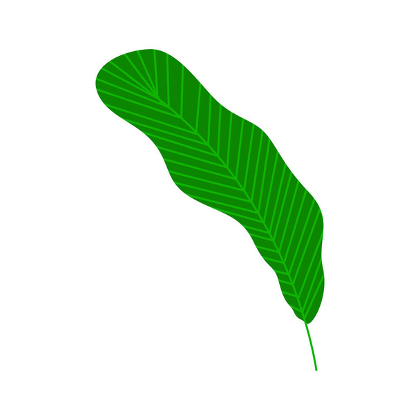 Tropical palm leaf. Isolated on a white background. Vector illustration - Vektor, obrázek