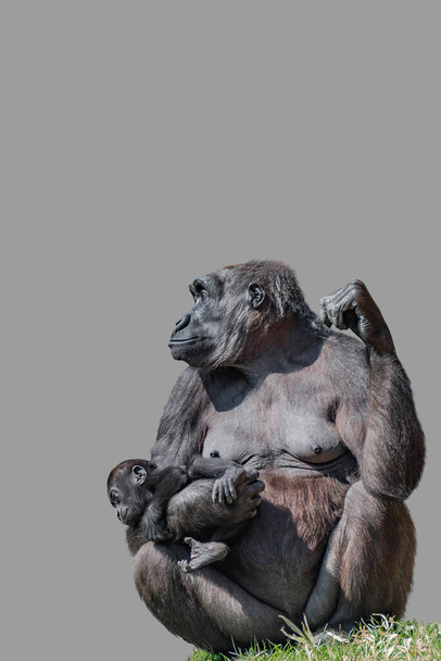 Copertina con ritratto di una potente gorilla africana in guardia con un bambino su sfondo grigio massiccio con spazio per la copia. Concetto di biodiversità della fauna selvatica, benessere animale e sostenibilità della natura. - Foto, immagini