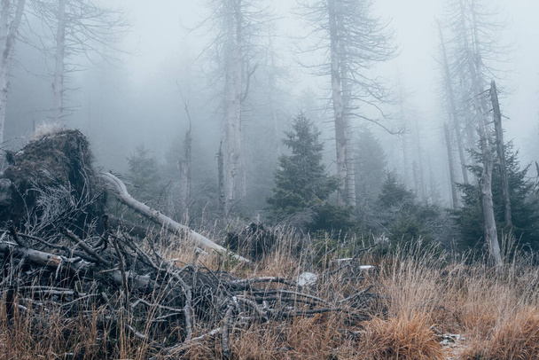 Mlha v horském lese Národního parku Harz - Fotografie, Obrázek