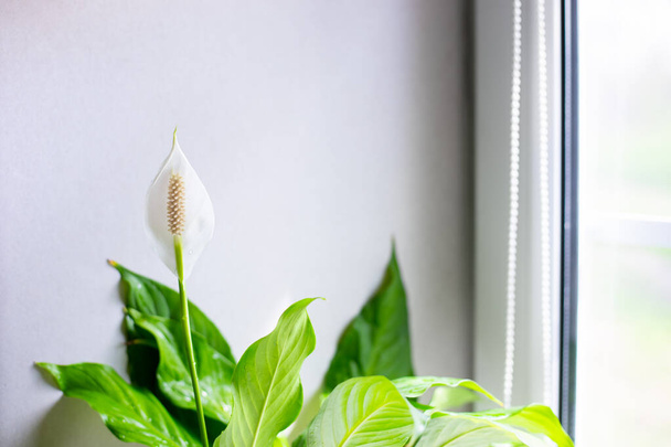 Spathiphyllum blooms. A blossoming white delicate flower female happiness on the windowsill. The microclimate in the house. - Foto, imagen