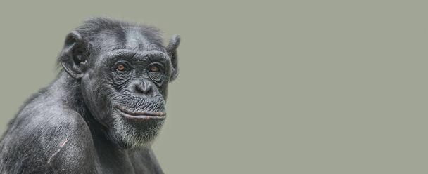 幸せな大人のチンパンジーの肖像画、笑顔と思考、クローズアップ、コピースペースとしっかりとした背景を持つバナー。コンセプト生物多様性と野生生物保全 - 写真・画像