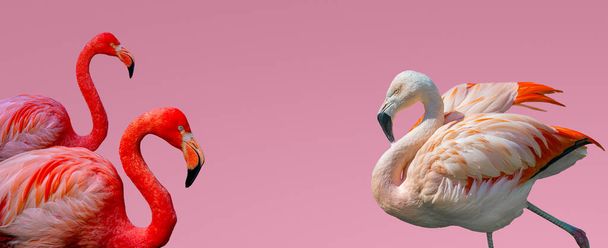 Баннер с красивыми красными и розовыми фламинго изолирован на градиентном розовом фоне с копировальным пространством для текста, крупным планом, деталями. Любовь, забота, знакомства и гламур - Фото, изображение