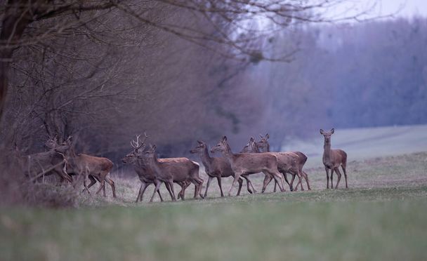 Группа красных оленей весной гуляет по лесу. Дикая природа в естественной среде обитания - Фото, изображение