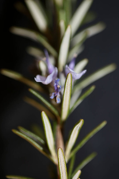 Δεντρολίβανο ανθός αρωματικό φυτό Rosmarinus officinalis φύλλα close up family lamiaceae σύγχρονη φόντο υψηλής ποιότητας εκτυπώσεις - Φωτογραφία, εικόνα