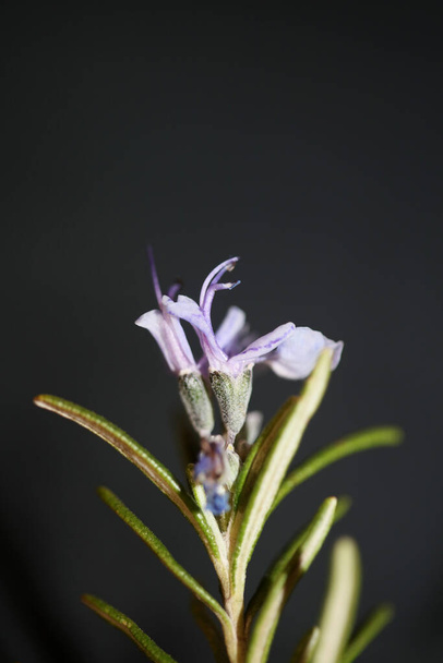 Rosemary flor flor planta aromática Rosmarinus officinalis folhas close up família lamiaceae moderno fundo alta qualidade impressões - Foto, Imagem