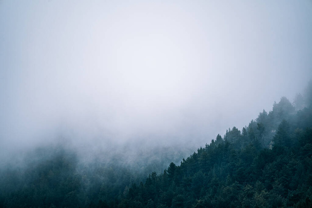 Karamsar sabah atmosferinde köknar ağaçları ve telif uzayı olan sisli ve sisli bir dağ manzarası. Çam ağaçları, koyu renk tonu, antika ve eski tarz.. - Fotoğraf, Görsel