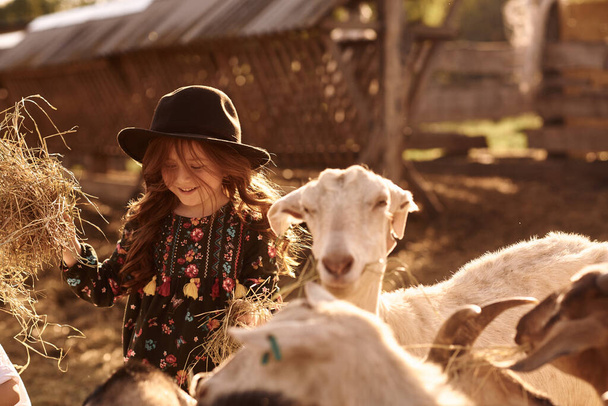 A little girl enjoys being on a farm with animals. - 写真・画像