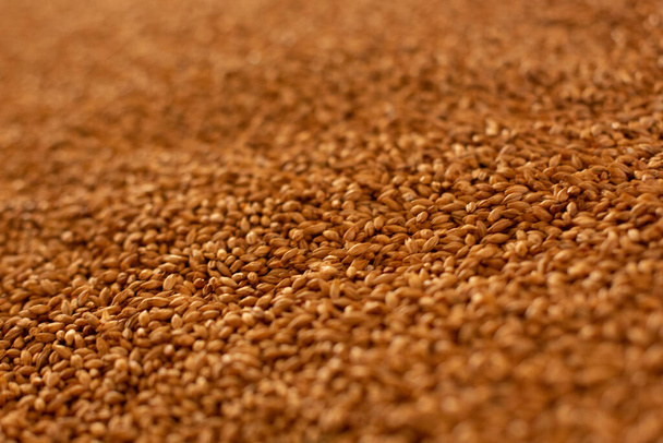 Granos de cebada almacenados. Fondo de grano, textura de masa de grano - Foto, imagen