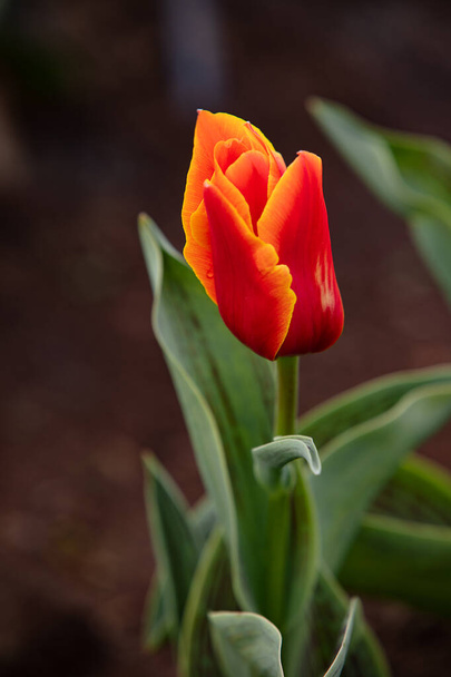 Цветение тюльпана в парке как иллюстрация весны и новой жизни - Фото, изображение