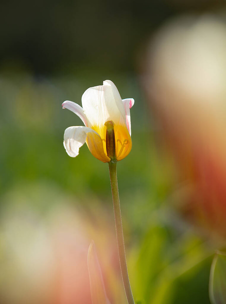 Цветение тюльпана в парке как иллюстрация весны и новой жизни - Фото, изображение