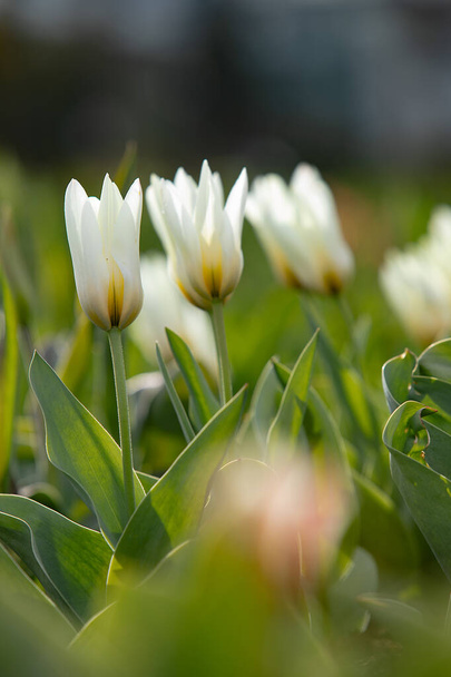 Vegyes színű tulipánok nőnek a természetes területen. Legjobb illusztráció ünneplés, születésnap, party, banner, tavasz, frissesség, és a nyár - Fotó, kép