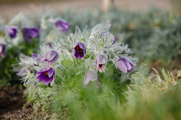 čerstvé krásné fialové květy v parku - Fotografie, Obrázek