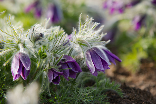 tuoreita kauniita violetti kukkia puistossa - Valokuva, kuva