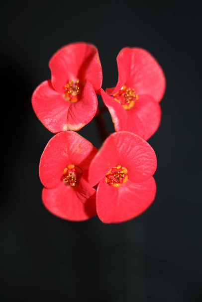 Rode bloem close-up Euphorbia milii familie euphorbiaceae botanische moderne hoge kwaliteit grote maat prints - Foto, afbeelding