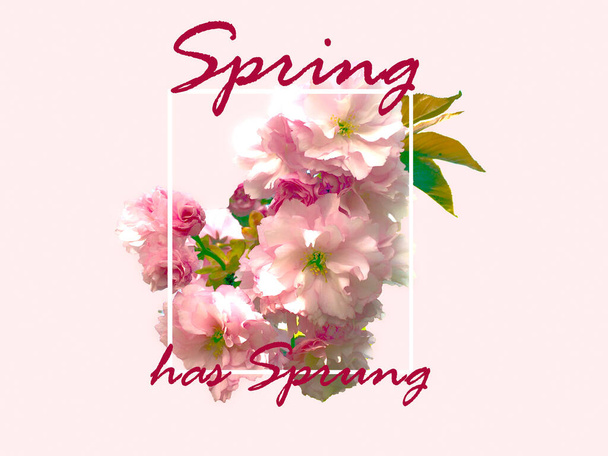 spring background with flowers full blooming - Φωτογραφία, εικόνα