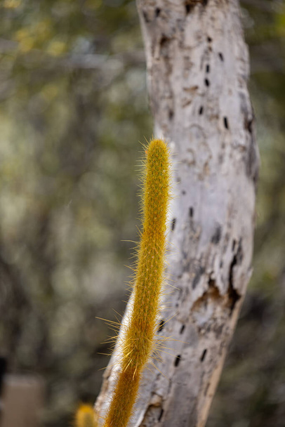 Pustynia w Tucson, Arizona zdjęcia kaktusów, kwiaty i kolibry - Zdjęcie, obraz
