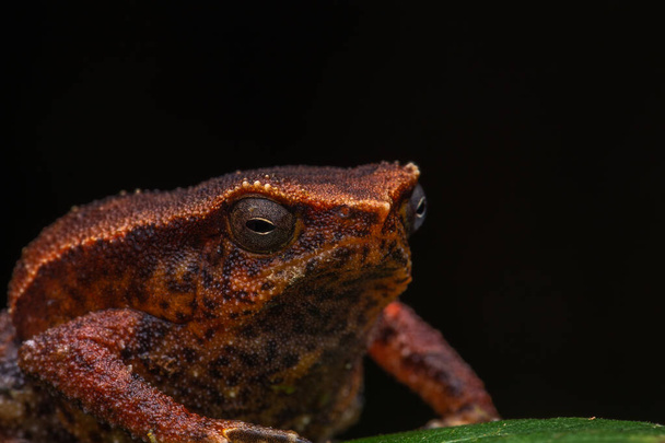 Macro closeup image of Sticky Frog (Kalophrynus meizon) Sabah, Borneo - Photo, Image