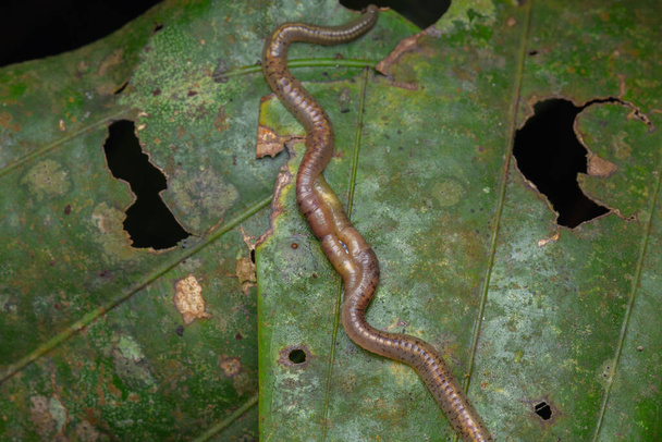 Μακρο εικόνα της άγριας ζωής σκουλήκι ζευγαρώνουν στα πράσινα φύλλα - Φωτογραφία, εικόνα