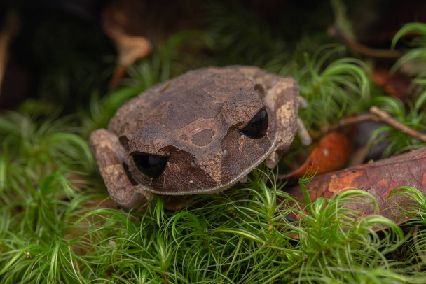 Widok natury żaby miotu Borneo, Zbliżenie pięknej żaby Borneo - Zdjęcie, obraz