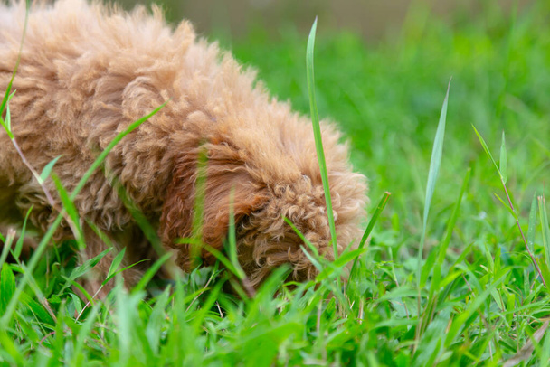 Cute puppy Toy Poodle sit at green garden - Photo, Image