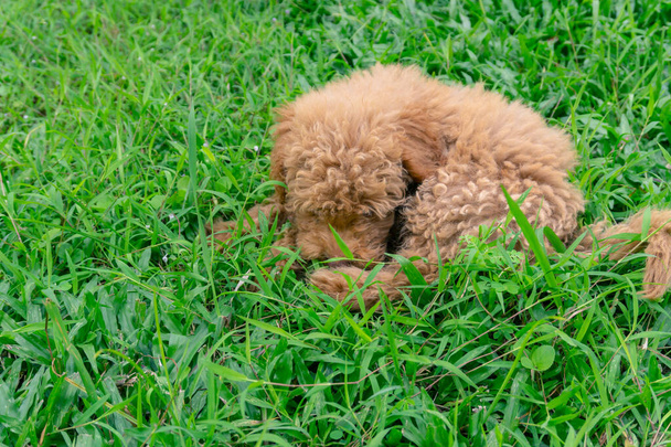 carino cucciolo giocattolo barboncino sedersi a verde giardino - Foto, immagini