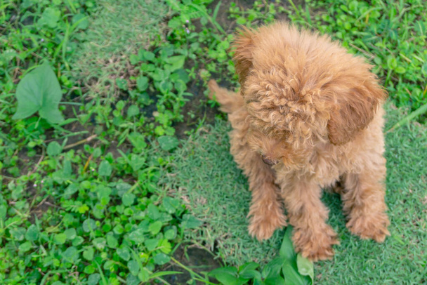 Cute puppy Toy Poodle sit at green garden - Фото, зображення