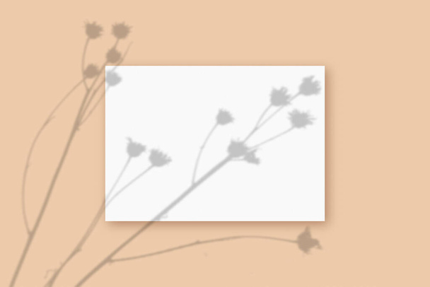 Natuurlijk licht werpt schaduwen van de plant op een rechthoekig vel wit getextureerd A4-papier op een beige getextureerde achtergrond. Mockup - Foto, afbeelding