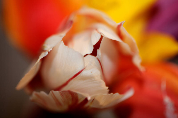 チューリップの花マクロ背景科植物現代的な高品質の大きなサイズのプリント - 写真・画像