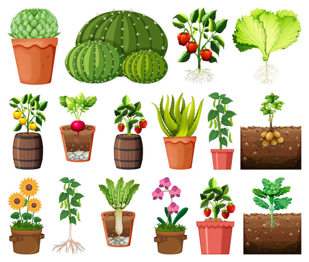 Sada různých rostlin v květináčích izolovaných na bílém pozadí ilustrace - Vektor, obrázek