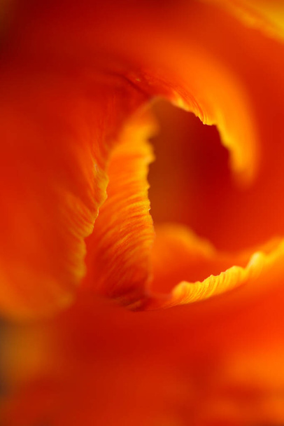 Tulip flower macro background family liliaceae βοτανική μοντέρνα υψηλής ποιότητας εκτυπώσεις μεγάλου μεγέθους - Φωτογραφία, εικόνα