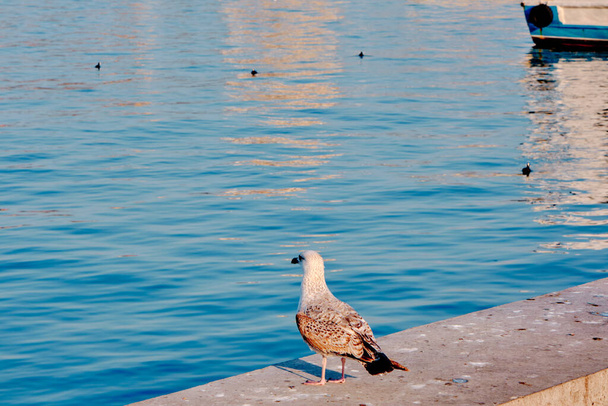 Single and huge bird of seagull standing on concrete port and harbor of kadikoy with pedestrian ferry and bosporus background. - Photo, Image