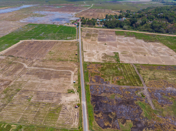 Krásné letecké drone obraz čerstvé mladé zelené neloupané rýžové pole v Kota Belud, Sabah, Malajsie - Fotografie, Obrázek