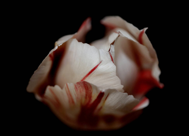 Tulipan kwiat zbliżenie strzelać tło rodzina liliaceae botaniczne nowoczesny wysokiej jakości duże rozmiar druki - Zdjęcie, obraz