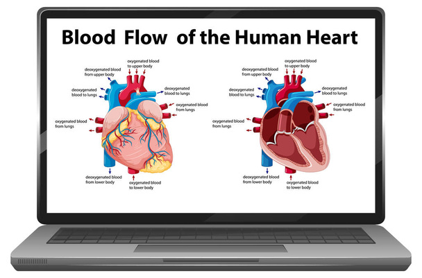 Przepływ krwi z ludzkiego diagramu serca na ekranie laptopa izolowane ilustracji - Wektor, obraz