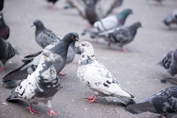 muchas palomas están caminando en el parque - Foto, Imagen