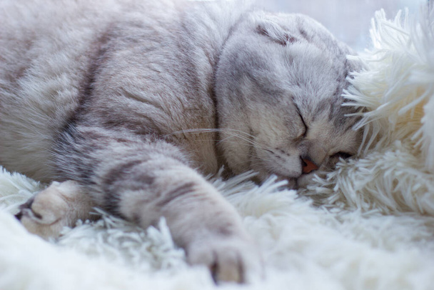 Krásná šedá plnokrevná kočka s vrásčitými tvářemi spí, odpočívá na kostkovaném kostce u okna. Selektivní zaměření - Fotografie, Obrázek