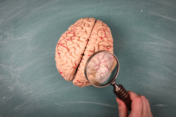 Наука, медицина та концепція досліджень. Модель мозку і жіноча рука з збільшувальним склом на зеленій крейдяній дошці
 - Фото, зображення