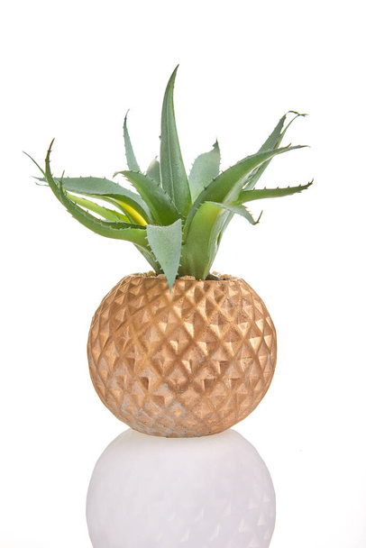 Aloe flower in golden round shape pot isolated on white background - Photo, Image